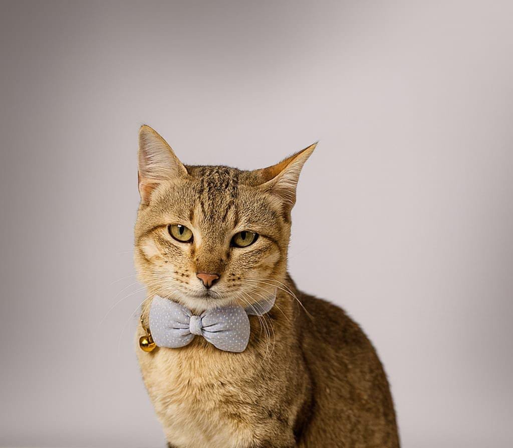 como miau escolheu nossa casa